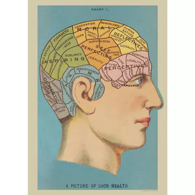 Cavallini Paper, Phrenology